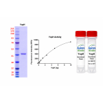 Recombinant YopH 